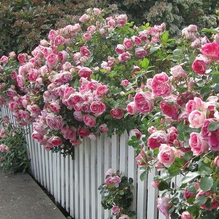 Secret Garden Enchanted Flora Medley
